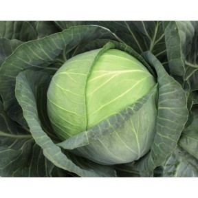 Капуста білоголова Бригадир F1 | Brigadier F1, Clause