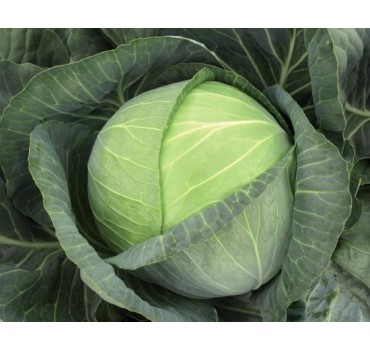 Капуста білоголова Бригадир F1 | Brigadier F1, Clause