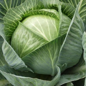 Капуста білоголова Каунт F1 | Count F1, Clause