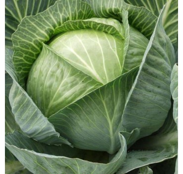 Капуста білоголова Каунт F1 | Count F1, Clause Капуста білоголова Каунт F1 | Count F1, Clause