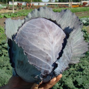 Капуста червоноголова Редскай F1 | Redsky F1, Clause