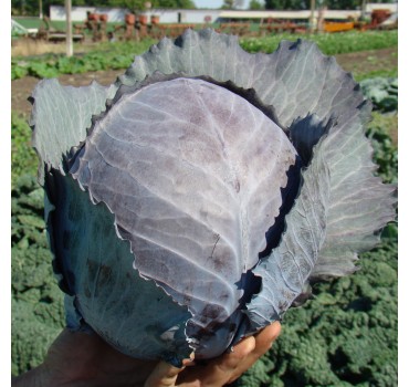 Капуста червоноголова Редскай F1 | Redsky F1, Clause