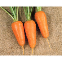 Морква Болтекс | Boltex, Clause