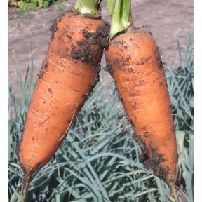 Морковь Шантане | Shantane, Clause