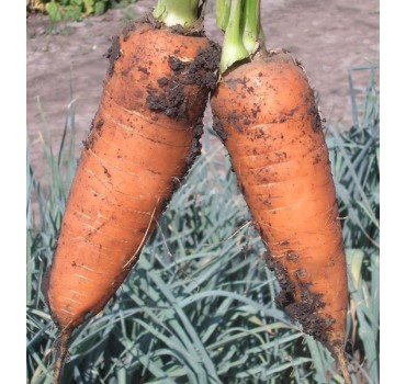 Морква Шантане | Shantane, Clause