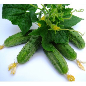 Огірок Регал F1 | Regal F1, Clause