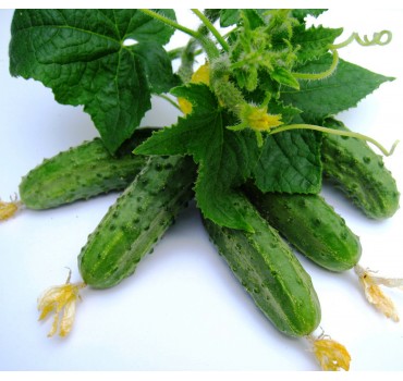 Огірок Регал F1 | Regal F1, Clause Огірок Регал F1 | Regal F1, Clause