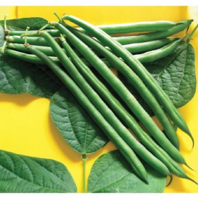 Фасоль Пайк | Paik, Clause