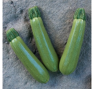 Кабачок Мостра F1 | Mostra F1, Clause Кабачок Мостра F1 | Mostra F1, Clause