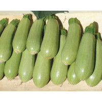 Кабачок Асма F1 | Asma F1, Clause