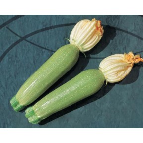 Кабачок Алия F1 | Alia F1, Clause