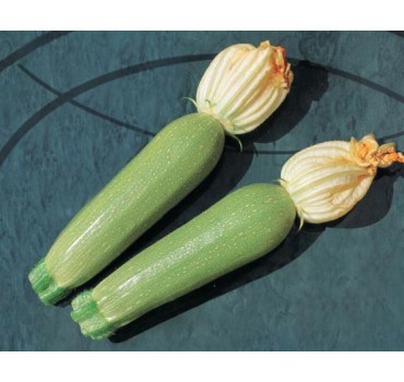 Кабачок Алія F1 | Alia F1, Clause Кабачок Алія F1 | Alia F1, Clause