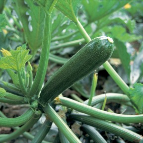 Кабачок Кора F1 | Kora F1, Clause