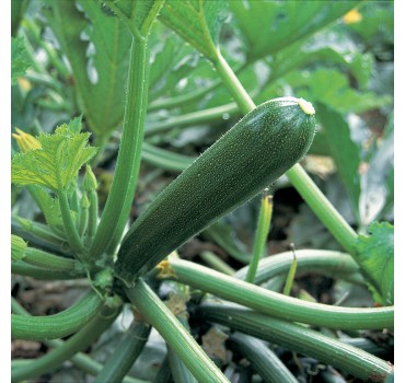 Кабачок Кора F1 | Kora F1, Clause