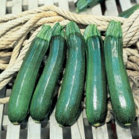 Кабачок Тармино F1 | Tarmino F1, Clause