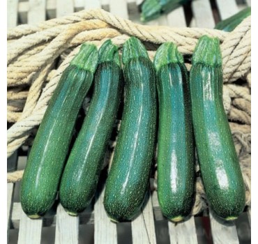 Кабачок Тарміно F1 | Tarmino F1, Clause Кабачок Тарміно F1 | Tarmino F1, Clause