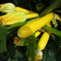 Кабачок Мері Голд F1 | Meri Gold F1, Clause