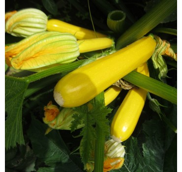 Кабачок Мері Голд F1 | Meri Gold F1, Clause