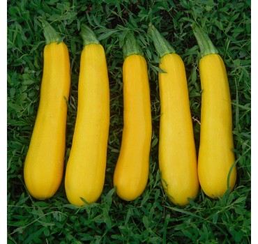 Кабачок Санлайт F1 | Sunlight F1, Clause Кабачок Санлайт F1 | Sunlight F1, Clause