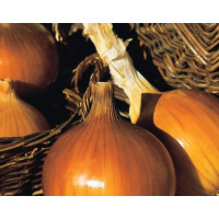 Цибуля Іспаньол | Espanyol, Clause