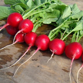 Редис Джоли | Jolly, Clause