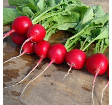 Редис Джоллі | Jolly, Clause