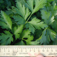 Петрушка Новас | Novas, Clause