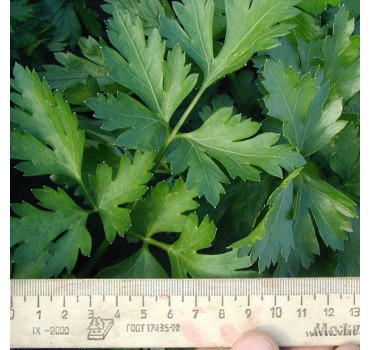 Петрушка Новас | Novas, Clause