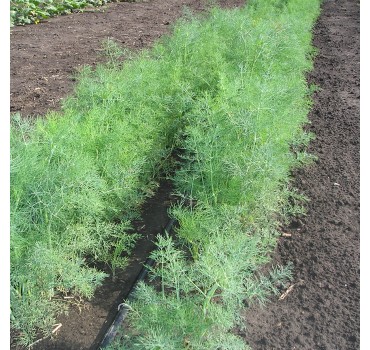 Кріп кущовий, СЦ Традиція