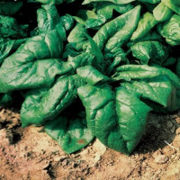 Шпинат Лагос F1 | Lagos F1 F1, Clause