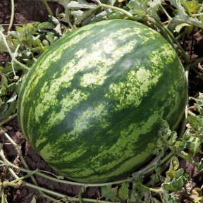 Кавун Балу (KS 165 F1), Kitano Seeds