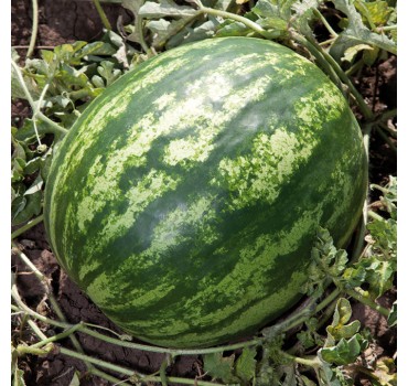 Кавун Балу (KS 165 F1), Kitano Seeds