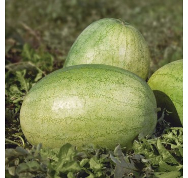 Кавун Банір F1/KS 1819 F1, Kitano Seeds