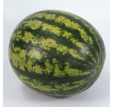 Кавун KS 633 F1, Kitano Seeds