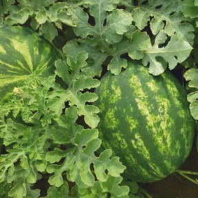 Кавун KS 635 F1, Kitano Seeds