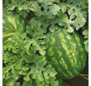 Кавун KS 635 F1, Kitano Seeds