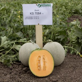 Диня KS 7084 F1, Kitano Seeds Диня KS 7084 F1, Kitano Seeds