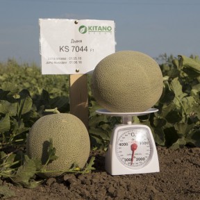 Диня KS 7044 F1, Kitano Seeds Диня KS 7044 F1, Kitano Seeds