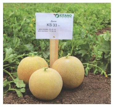 Диня KS 33 F1, Kitano Seeds