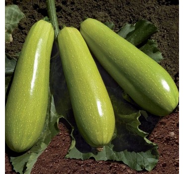 Кабачок Язума (KS 3714) F1, Kitano Seeds