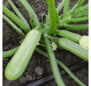 Кабачок Йокі KS 2446 F1, Kitano Seeds