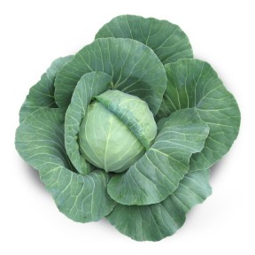 Капуста Акіра F1, Kitano Seeds