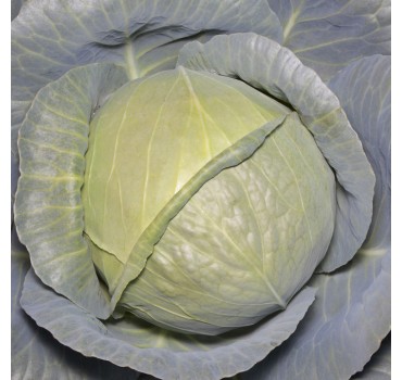Капуста KS 15 F1, Kitano Seeds