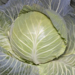 Капуста KS 29 F1, Kitano Seeds