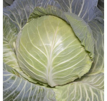 Капуста KS 29 F1, Kitano Seeds Капуста KS 29 F1, Kitano Seeds