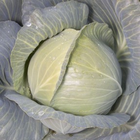 Капуста KS 60 F1, Kitano Seeds