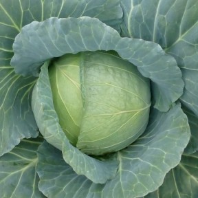 Капуста Хонка F1, Kitano Seeds