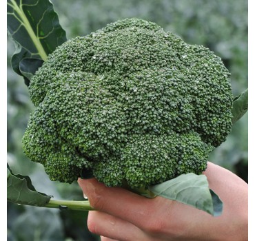 Капуста Кеззі F1, Kitano Seeds