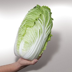 Капуста Яморі (KS 340) F1, Kitano Seeds