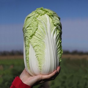 Капуста Тенсаі (KS 374) F1, Kitano Seeds